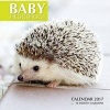 Baby Hedgehogs Calendar 2017 - 16 Month Calendar (Paperback) - David Mann Photo