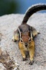 Chipmunk on a Rock Journal - 150 Page Lined Notebook/Diary (Paperback) - Cool Image Photo