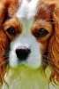 Cute Face of a Brown and White Cavalier King Charles Spaniel Dog - Blank 150 Page Lined Journal for Your Thoughts, Ideas, and Inspiration (Paperback) - Unique Journal Photo