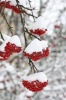 Red Rowan Berries in the Snow Finland Journal - 150 Page Lined Notebook/Diary (Paperback) - Cs Creations Photo