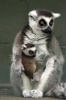 A Mother Ring-Tail Lemur and Her Sweet Baby Journal - 150 Page Lined Notebook/Diary (Paperback) - Cs Creations Photo