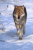 Gray Wolf in the Snow Journal - 150 Page Lined Notebook/Diary (Paperback) - Cool Image Photo