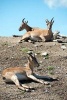 Urials (Wild Sheep) in Uzbekistan Journal - 150 Page Lined Notebook/Diary (Paperback) - Belton Press Photo