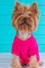 Yorkshire Terrier Says, Get Me Out of This Pink Shirt! Journal - 150 Page Lined Notebook/Diary (Paperback) - Cool Image Photo