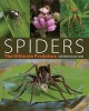 Spiders - The Ultimate Predators (Hardcover) - Stephen Dalton Photo