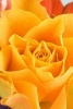 Yellow Rose Journal (Paperback) - Dibiasio Publications Photo