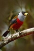 Toucan Barbet (Semnomis Ramphastinus) Bird Journal - 150 Page Lined Notebook/Diary (Paperback) - Cool Image Photo