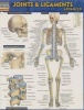 Joints & Ligaments Advanced (Poster) - BarCharts Inc Photo