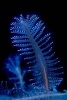 Common Sea Pen Journal - 150 Page Lined Notebook/Diary (Paperback) - Cool Image Photo