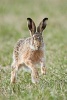 Brown European Hare (Lepus Europaeus) Journal - 150 Page Lined Notebook/Diary (Paperback) - Cs Creations Photo