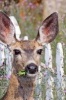 Mule Deer Having a Snack in a Summer Flower Garden Journal - 150 Page Lined Notebook/Diary (Paperback) - Cs Creations Photo