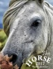 The Horse 2017 Wall Calendar (Paperback) - Aberdeen Stationers Co Photo