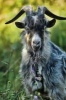 Say Hello to the Gray Goat Journal - 150 Page Lined Notebook/Diary (Paperback) - Cool Image Photo