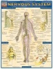 Nervous System Laminate Reference Chart (Poster) - Perezstudio Com Photo