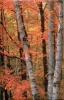 Fall Birches Blank Journal (Hardcover) - Nodin Press Photo