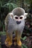 A Cute Common Squirrel Monkey Journal - 150 Page Lined Notebook/Diary (Paperback) - Cs Creations Photo