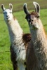 Two Llamas Checking You Out Journal - 150 Page Lined Notebook/Diary (Paperback) - Cs Creations Photo