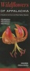 Wildflowers of Appalachia - A Guide to Common & Rare Native Species (Poster) - Keith A Bradley Photo