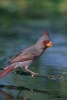 Desert Cardinal Bird Journal - 150 Page Lined Notebook/Diary (Paperback) - Cs Creations Photo