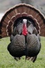 Wild Male Turkey Animal Journal - 150 Page Lined Notebook/Diary (Paperback) - Cs Creations Photo