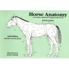 Horse Anatomy - A Pictorial Approach to Equine Structure (Paperback, 2nd Revised edition) - Peter C Goody Photo