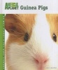 Guinea Pigs (Hardcover) - Julie Mancini Photo