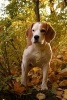 Cute Beagle Walking in the Woods Dog Journal - 150 Page Lined Notebook/Diary (Paperback) - Cs Creations Photo