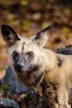 An African Hunting Dog on Patrol - Blank 150 Page Lined Journal for Your Thoughts, Ideas, and Inspiration (Paperback) - Unique Journal Photo