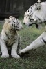 White Tiger with Baby Cub Journal - 150 Page Lined Notebook/Diary (Paperback) - Cool Image Photo