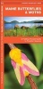 Maine Butterflies & Moths - A Folding Pocket Guide to Familiar Species (Pamphlet) - James Kavanagh Photo