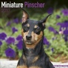 Miniature Pinscher Calendar 2017 (Paperback) - Avonside Publishing Ltd Photo