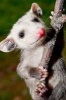 An Adorable Little Baby Opossum Journal - 150 Page Lined Notebook/Diary (Paperback) - Cs Creations Photo