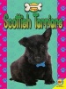 Scottish Terriers (Hardcover) - Susan H Gray Photo