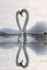 A Pair of Swans and Their Reflection Making a Hear - Blank 150 Page Lined Journal for Your Thoughts, Ideas, and Inspiration (Paperback) - Unique Journal Photo