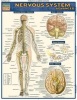 Nervous System Advanced (Poster) - BarCharts Inc Photo