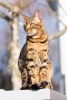 Bengal Cat Enjoying the Sunshine Journal - 150 Page Lined Notebook/Diary (Paperback) - Benton Press Photo