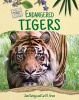 Endangered Tigers (Hardcover) - Jane Katirgis Photo