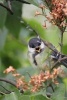 A Coal Tit Perched on a Branch, Birds of the World - Blank 150 Page Lined Journal for Your Thoughts, Ideas, and Inspiration (Paperback) - Unique Journal Photo