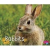 Rabbits (Hardcover) - GG Lake Photo