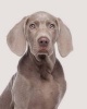 Weimaraner -  Dog Journal/Notebook/Diary (Paperback) - Artified Pets Photo