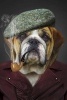 Dapper English Bulldog Journal - 150 Page Lined Notebook/Diary (Paperback) - Cs Creations Photo