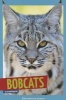 Bobcats (Paperback) - Arnold Ringstad Photo