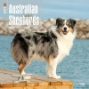 Australian Shepherds 2017 Square (Calendar) - Inc Browntrout Publishers Photo