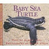 Baby Sea Turtle (Paperback) - Audrey Lang Photo