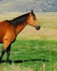 American Quarter Horse -  Horse Journal/Notebook/Diary with Wraparound Image Cover (Paperback) - Artified Pets Photo