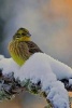 Yellowhammer Male Bird in Winter on Snowy Branch Journal - 150 Page Lined Notebook/Diary (Paperback) - Cool Image Photo