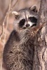 Cutest Raccoon Climbing a Tree Journal - 150 Page Lined Notebook/Diary (Paperback) - Cs Creations Photo