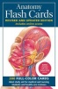 Anatomy Flash Cards (Cards) - Ken WS Ashwell Photo