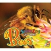 Bees (Paperback) - Katie Gillespie Photo