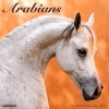 Arabians Wall (Calendar) - Willow Creek Press Photo